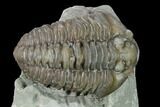 Flexicalymene Trilobite - Mt Orab, Ohio #133908-2